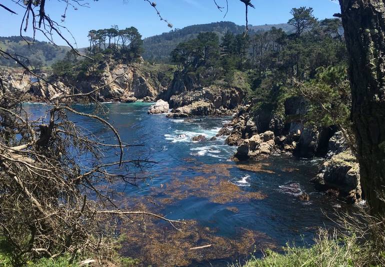 Point Lobos State Natural Reserve