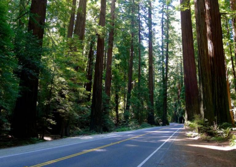 Avenue of the Giants Road Trip Humboldt Redwoods