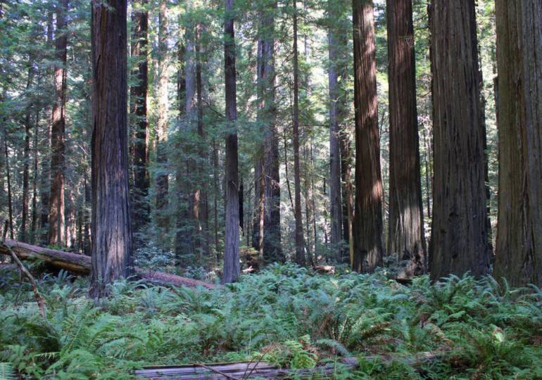 Avenue of the Giants Humboldt Redwoods