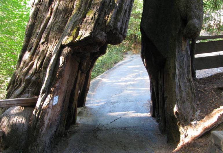 Shrine Drive-Thru Tree Avenue of the Giants