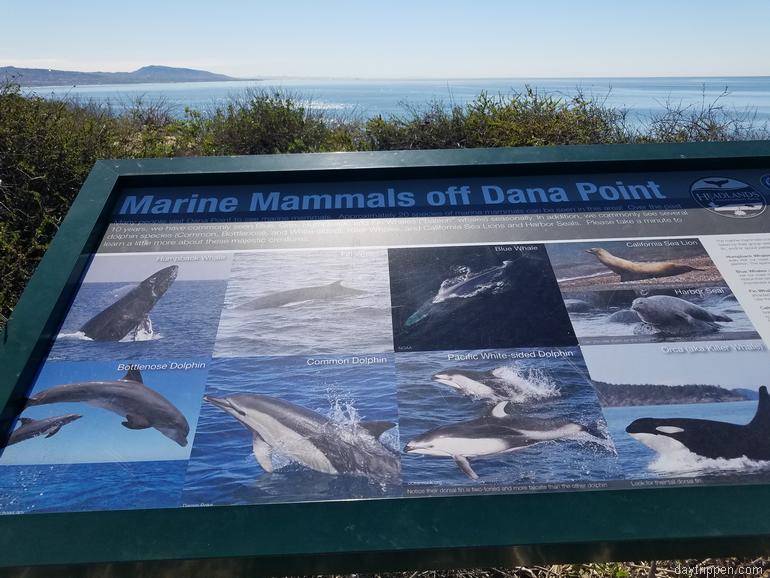 Dana Point Headlands Nature Preserve Whale Watching
