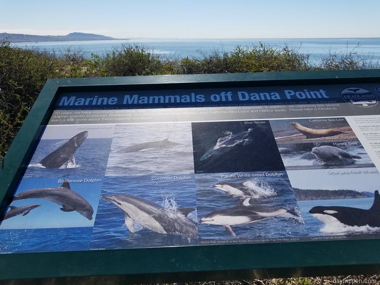 Dana Point Whale Watching, Save 20%