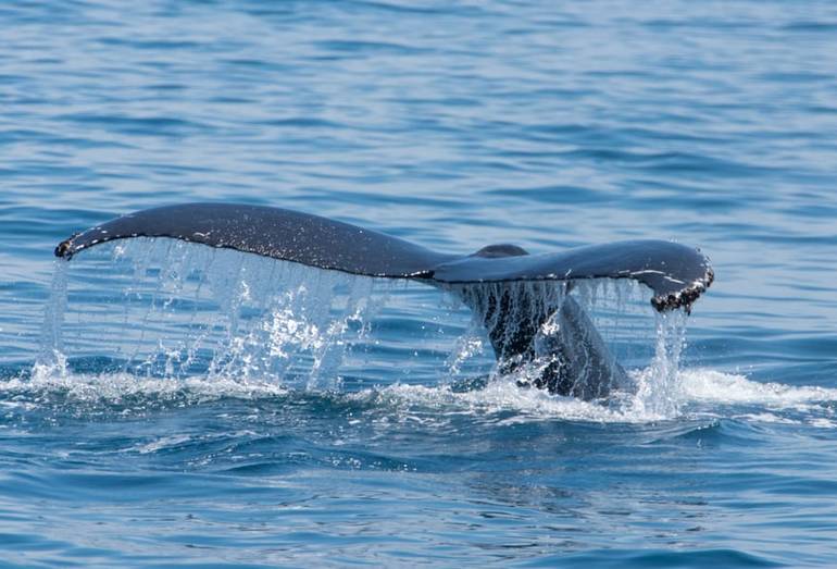 Seaforth Sportfishing Whale Watching Trips San Diego