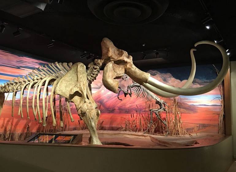 Nevada State Museum Carson City Mammoth Skeleton