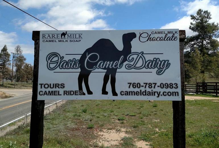 Oasis Camel Dairy Farm Ramona California