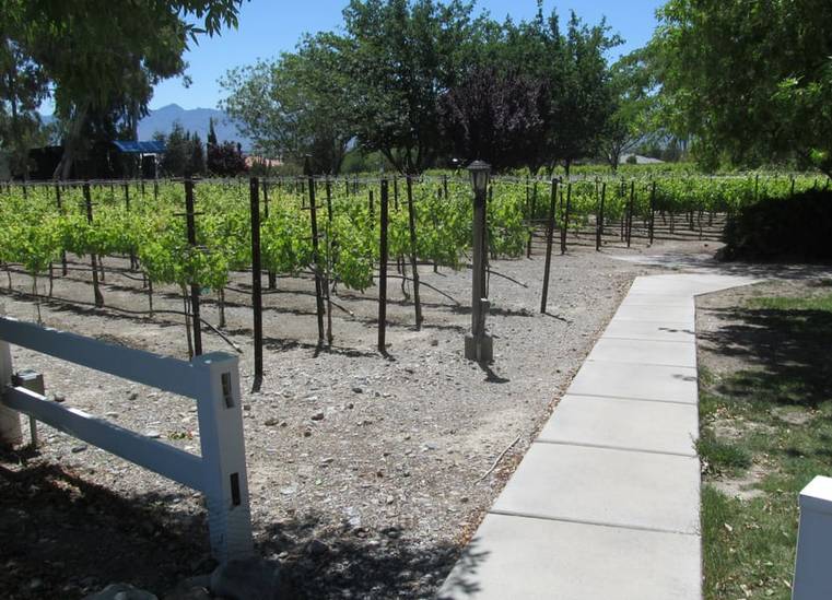 Pahrump Valley Winery Vineyard