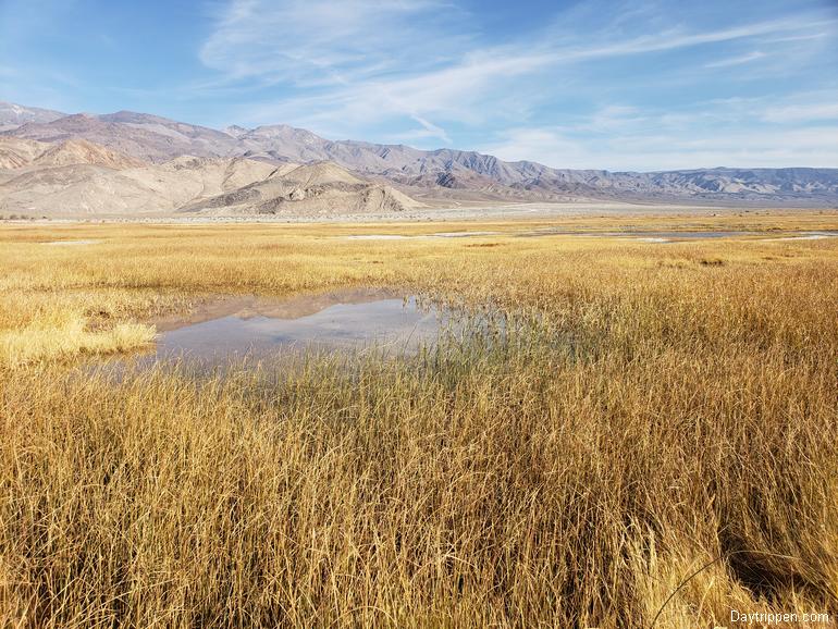 Owens Lake Marsh Area with Salt Grass