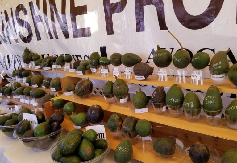 Fallbrook Avocado Festival Avocado Capital of the World