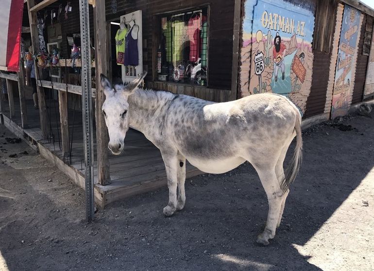 Burros Of Oatman, United States Ghost Towns