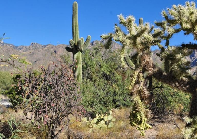 Sabino Canyon Recreation Area Tucson Arizona Day Trip