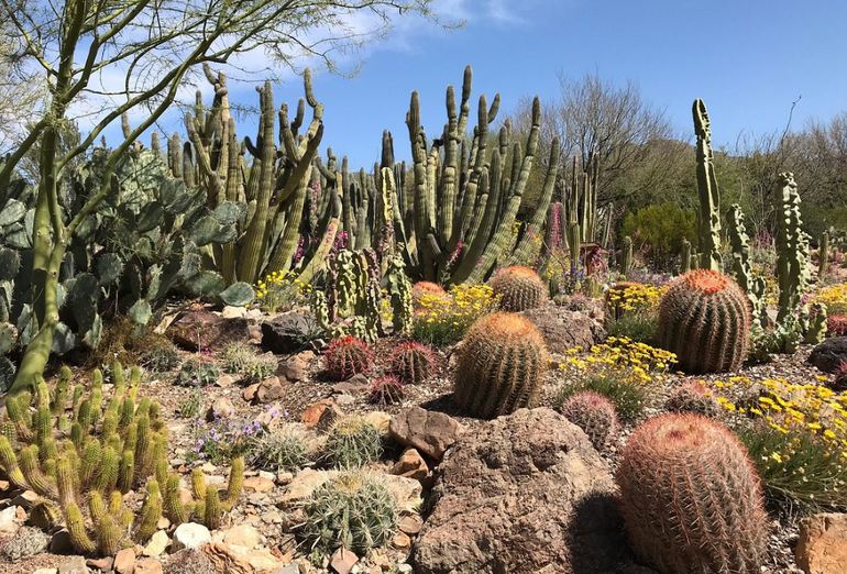 Sonora Desert Museum Tucson Arizona Day, Cactus Garden Tucson Az