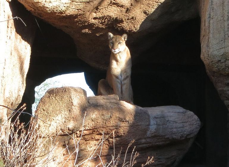 Sonora Desert Cat Cave