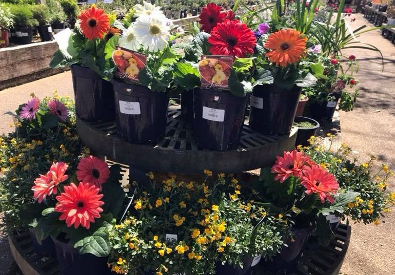 amador flower farm & nursery