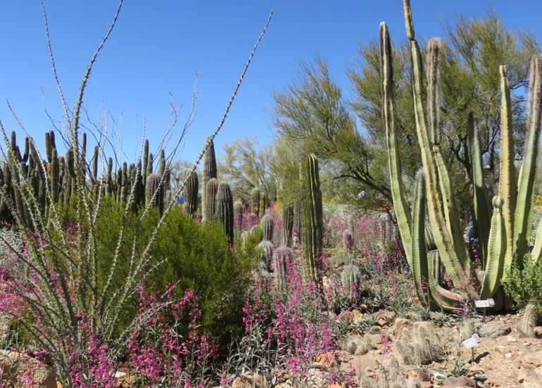 Sonora Desert Museum Tucson Arizona Day Trip Idea