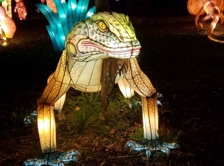 Frog Lantern Display