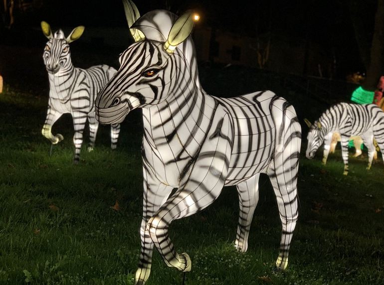 Zebra Lantern Display