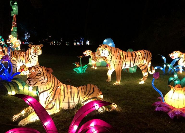 Tiger Forest Lanterns