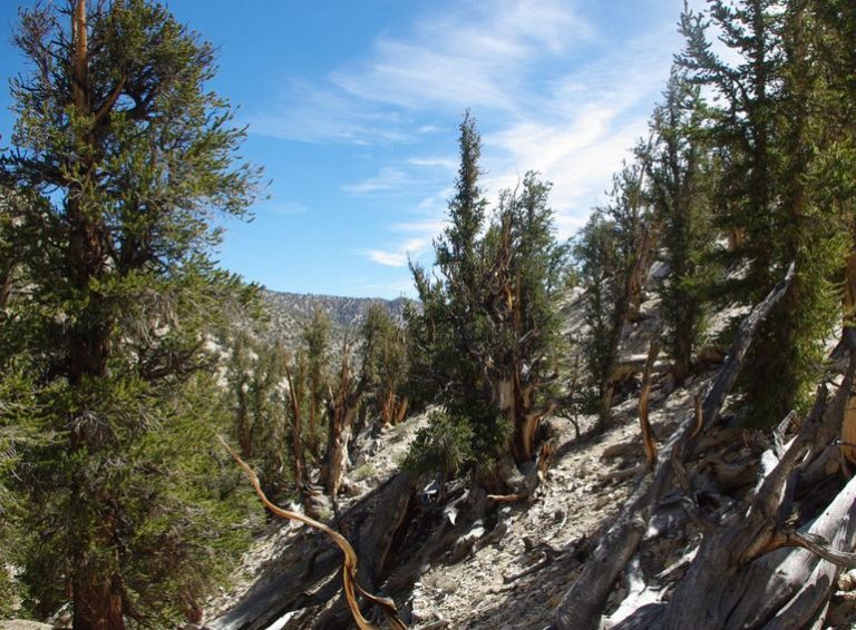 Day Trip from Bishop: Explore the Ancient Bristlecone Pine Forest