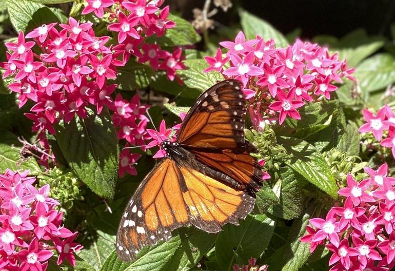 Butterfly Farm Ecnintas California
