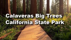 Calaveras Big Trees State Park Day Trip