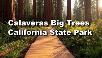 Calaveras Big Trees State Park Day Trip