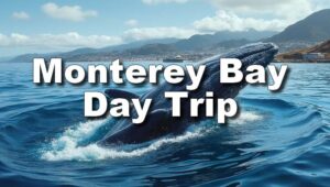 Monterey Bay Day Trip