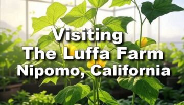 Visiting the Luffa Farm Nipomo, California