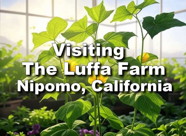 Visiting the Luffa Farm Nipomo, California