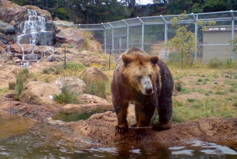 San Francisco Zoo Bear Exhibit