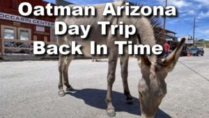 Oatman, Arizona Day Trip