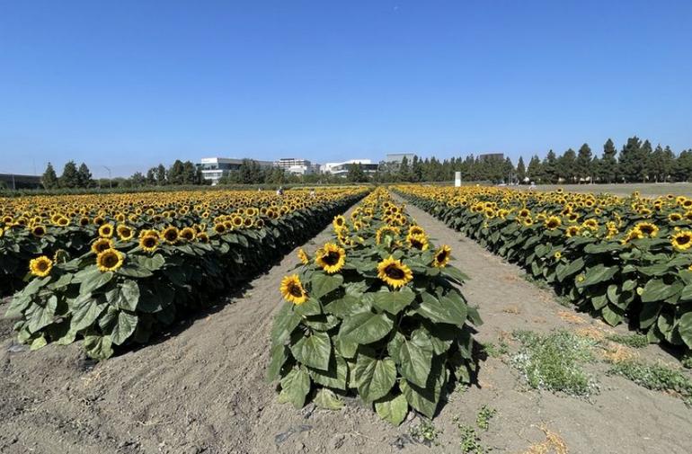 Hana Field with sunflowers