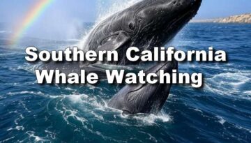 Southern California Whale Watching