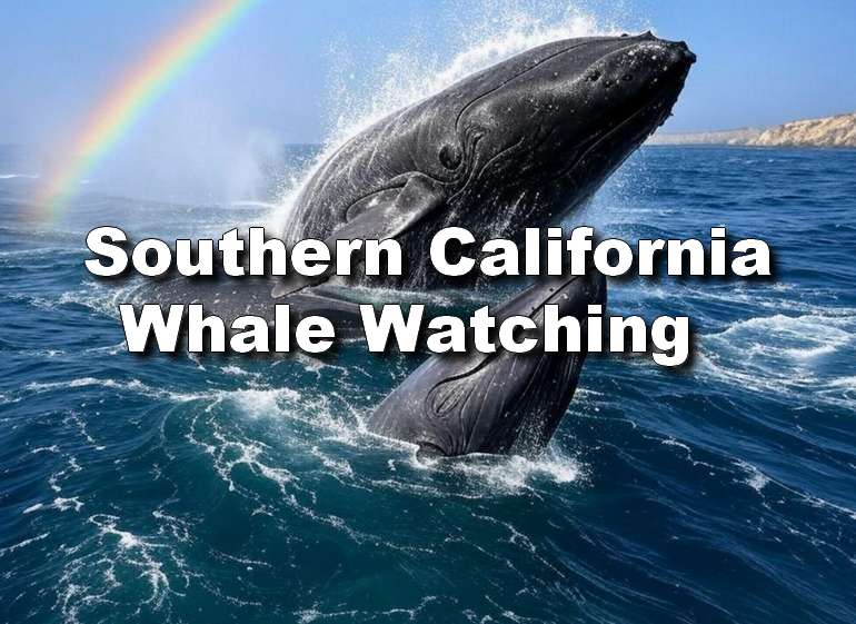 Southern California Whale Watching